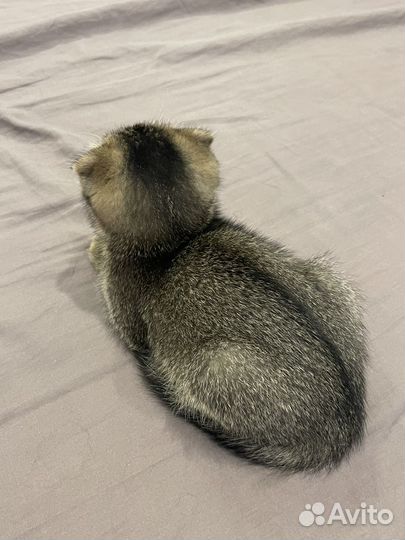 Шотландский котёнок девочка