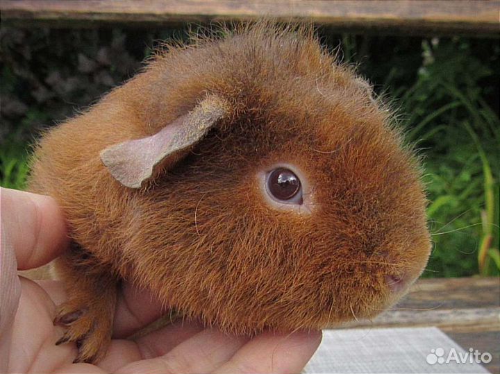 Морская свинка американский тедди