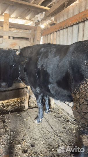 Телка на мясо