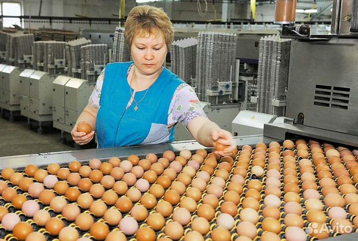 Работа на птицефабрике с графиком вахта