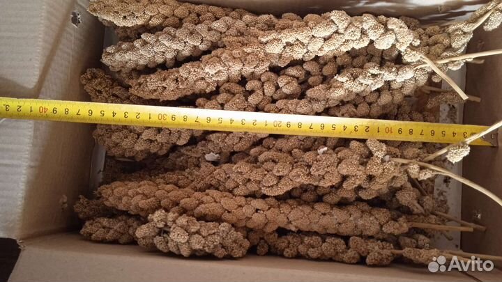 Чумиза лакомство для мелких птиц