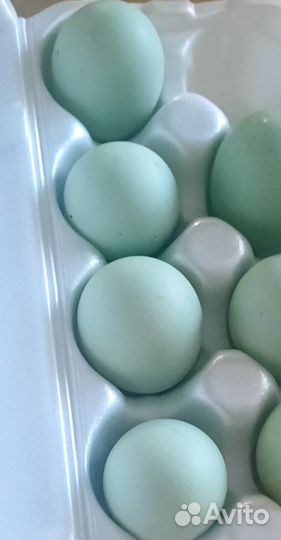 Инкубационное яйцо Кремового Легбара