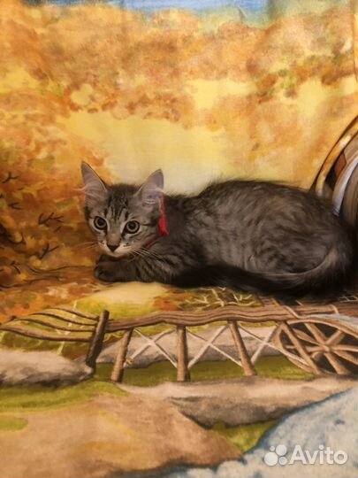 Отдам котика супер -3 мес