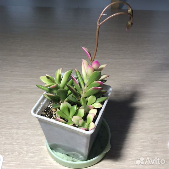 Суккуленты