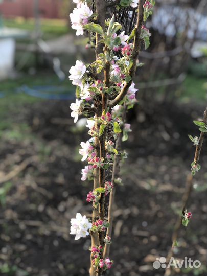 Деревья фруктовые