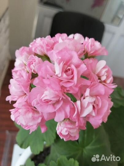 Пеларгония герань