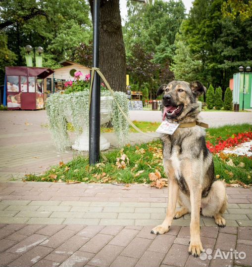 Собака в добрые руки