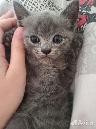 Котята Счастья(метисы)