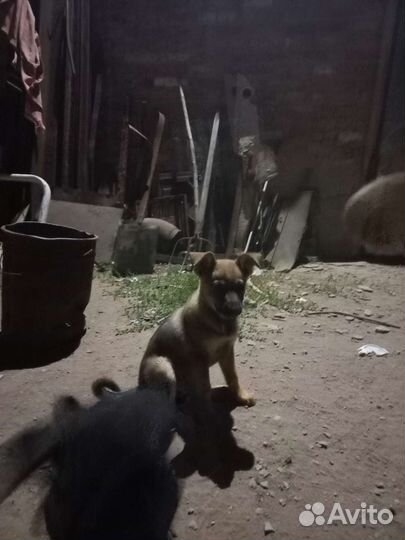 Кутята от беспородистой дворовой собаки