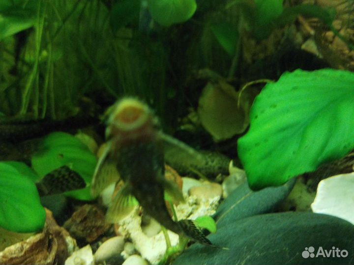 Аквариумные рыбки