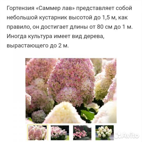 Сладкие остатки редких гортензий