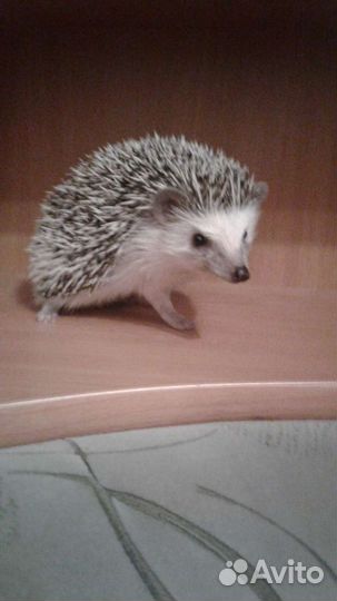 Передержка животных. Зооняня. Доггситер