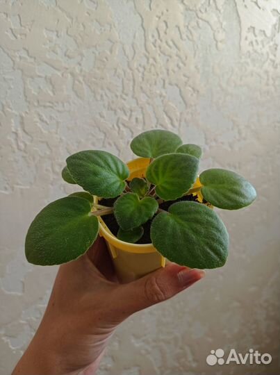 Комнатные цветы фиалки