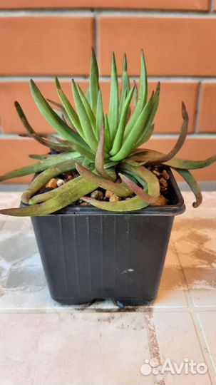 Эхеверии. крассулы