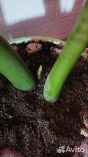 Замиокулькас