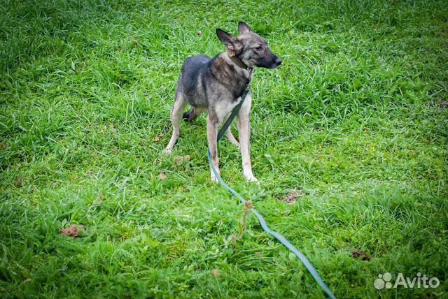 Собака из приюта в добрые руки