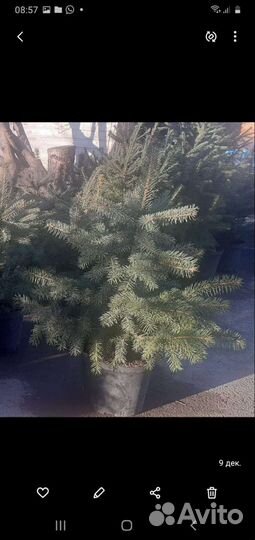 Ель голубая