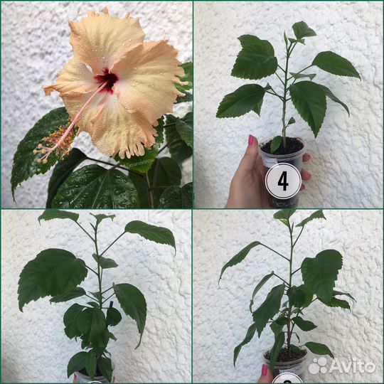 Гибискус Antilles Saumon