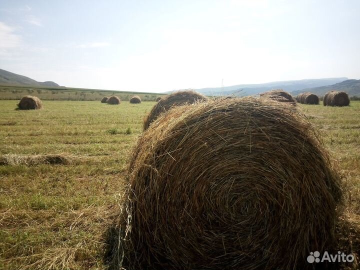 Сено в рулонах