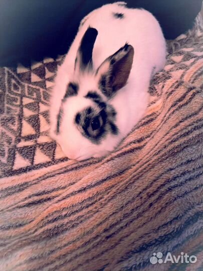 Кролик для фотосессии в аренду