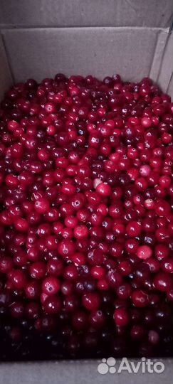Клюква свежая