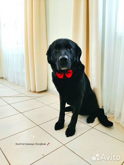 Собака Лорд