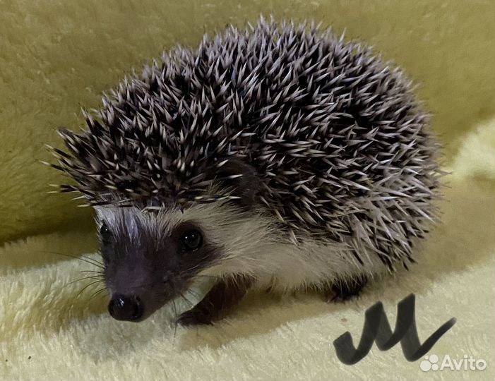 Африканский карликовый еж
