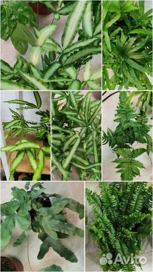 Редкие комнатные цветы в ассортименте