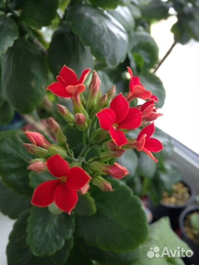 Каланхоэ Блоссфельда (2-4 растения)