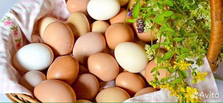 Домашнее куриное яйцо