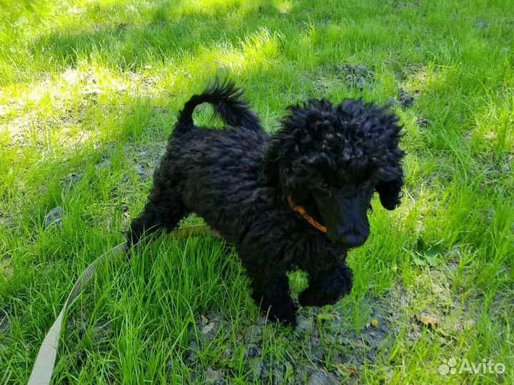 Малый пудель