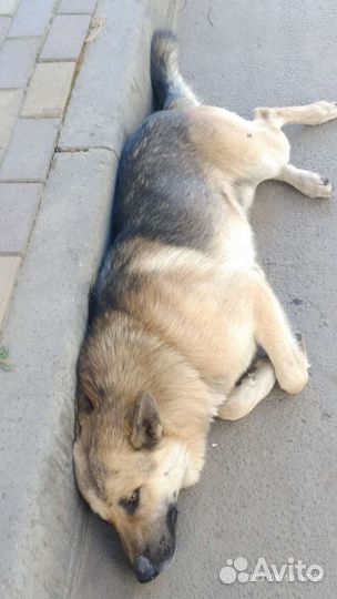 Собака. И ваши,наши,И их мечты