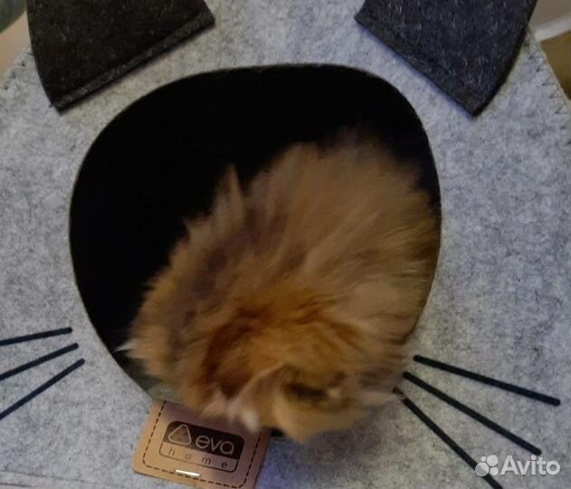 Золотые котята