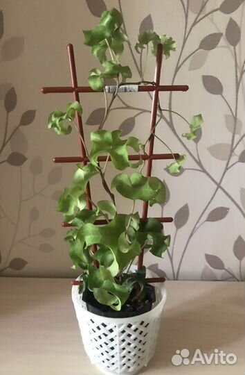 Плющ кудрявый и др. комнатные растения