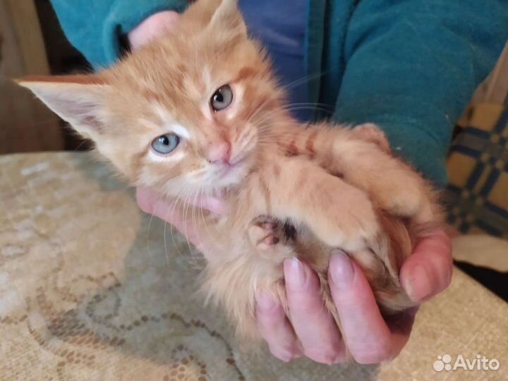 Рыжие котята в добрые руки