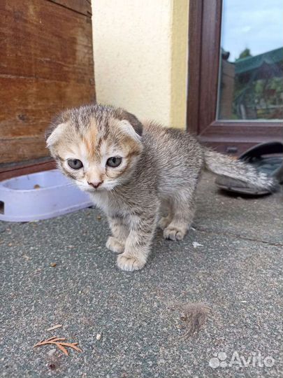 Котенок,девочка. Ждёт своего хозяина