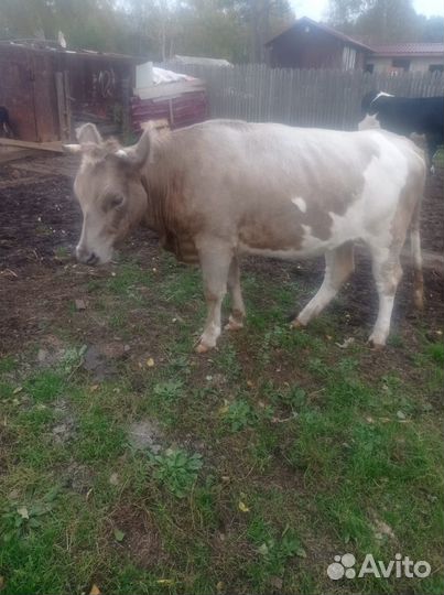 Тёлки от молочных коров