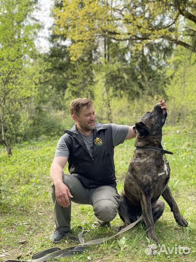 Кинолог. Профессиональная дрессировка собак