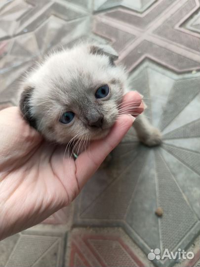 Котята