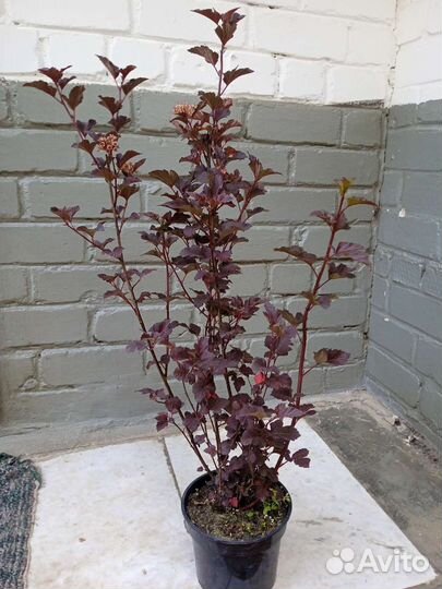 Пузыреплодник