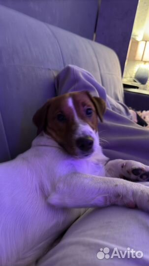 Джек рассел случка