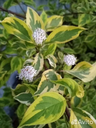 Кустарники садовые