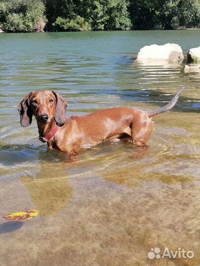 Кроличья такса вязка