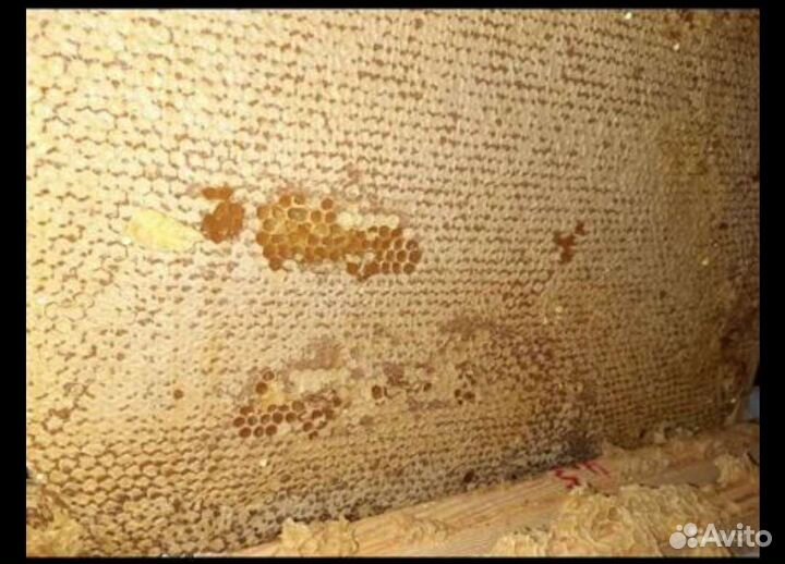 Тамбовский мёд