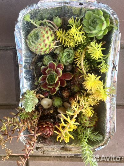 Набор молодило и очитков