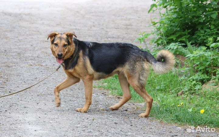 Супер умная собака