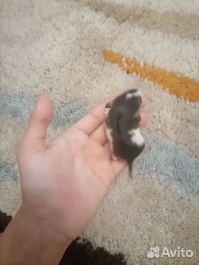 Крысенки Дамбо