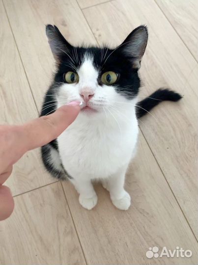 Кошечка «инь-янь», 6 мес, стерилизована