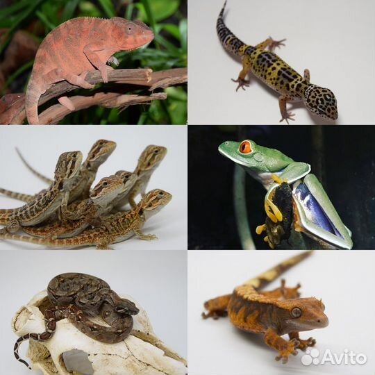 Эублефар (геккон, ящерица), змея, бананоед, агама