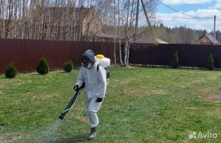 Уничтожение клопов тараканов грибка плесени